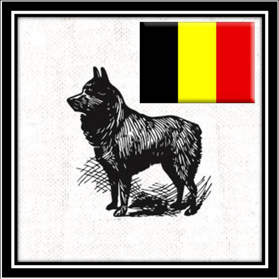 Ocean Beach News Article: Belgian Independence Day at the Little Lion Cafe