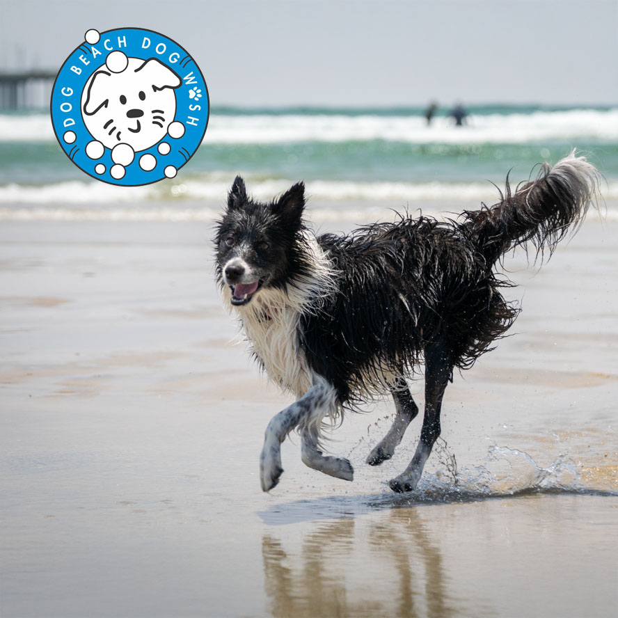 Ocean Beach News Article: Dog Grooming Now Available at Dog Beach Dog Wash!