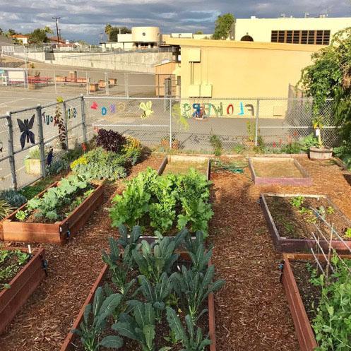 Rooted In Place Volunteer Day at Loma Portal