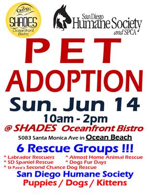 Shades Pet Adoption Ocean Beach San Diego