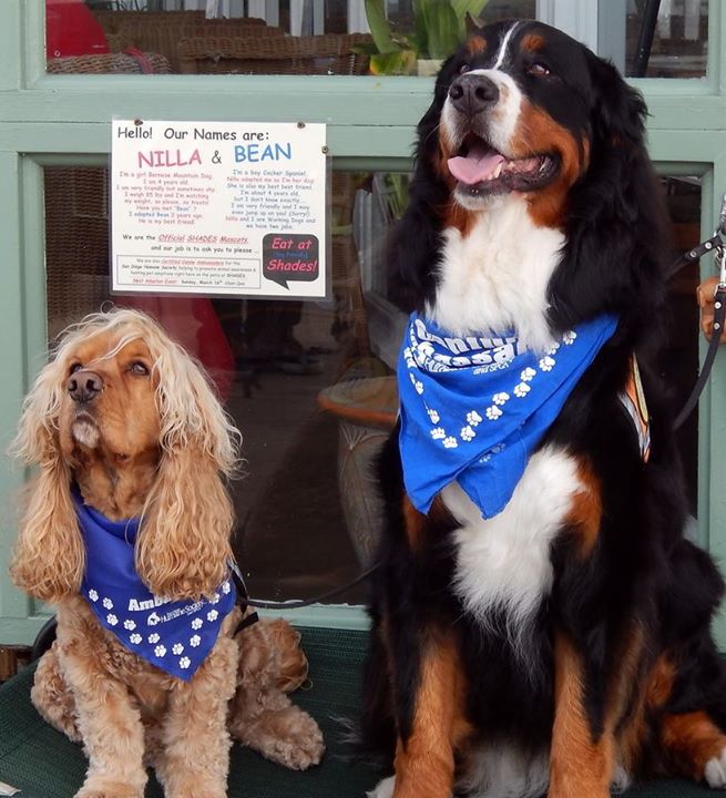 Bernese Mountain Dog Brunch at Shades