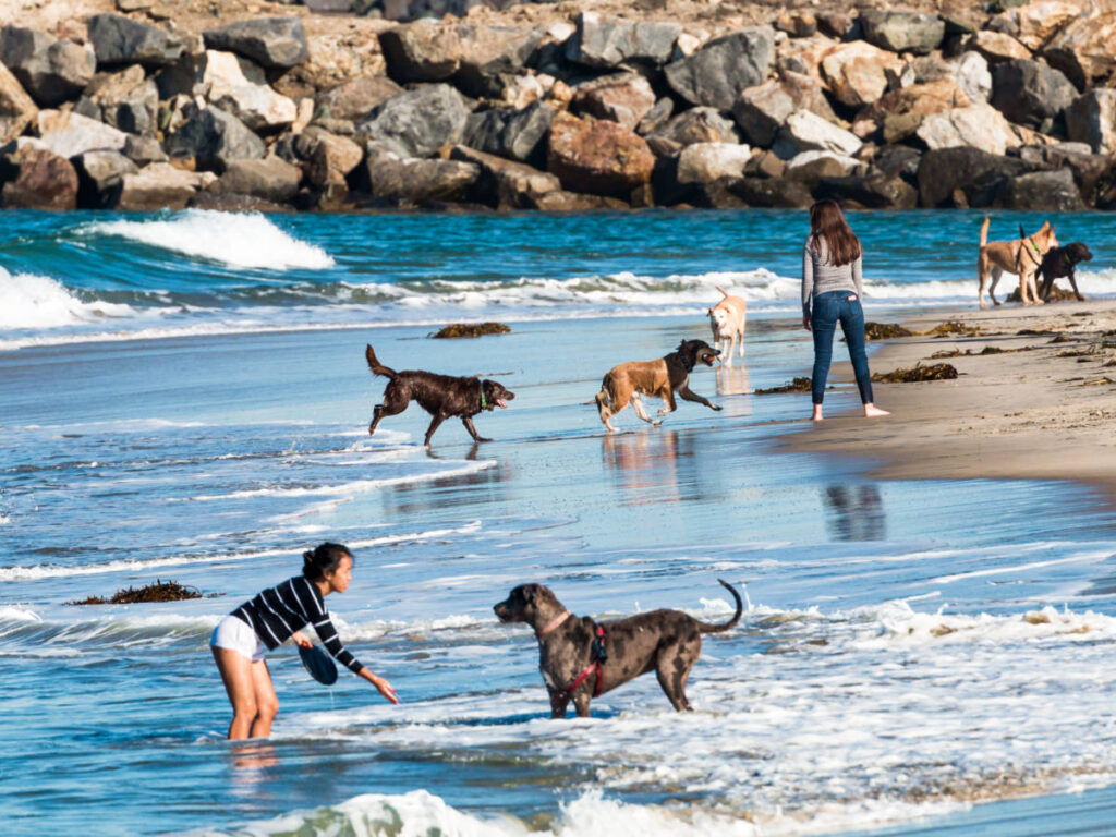 Ocean Beach News Article: OB Featured in Travel Lemming