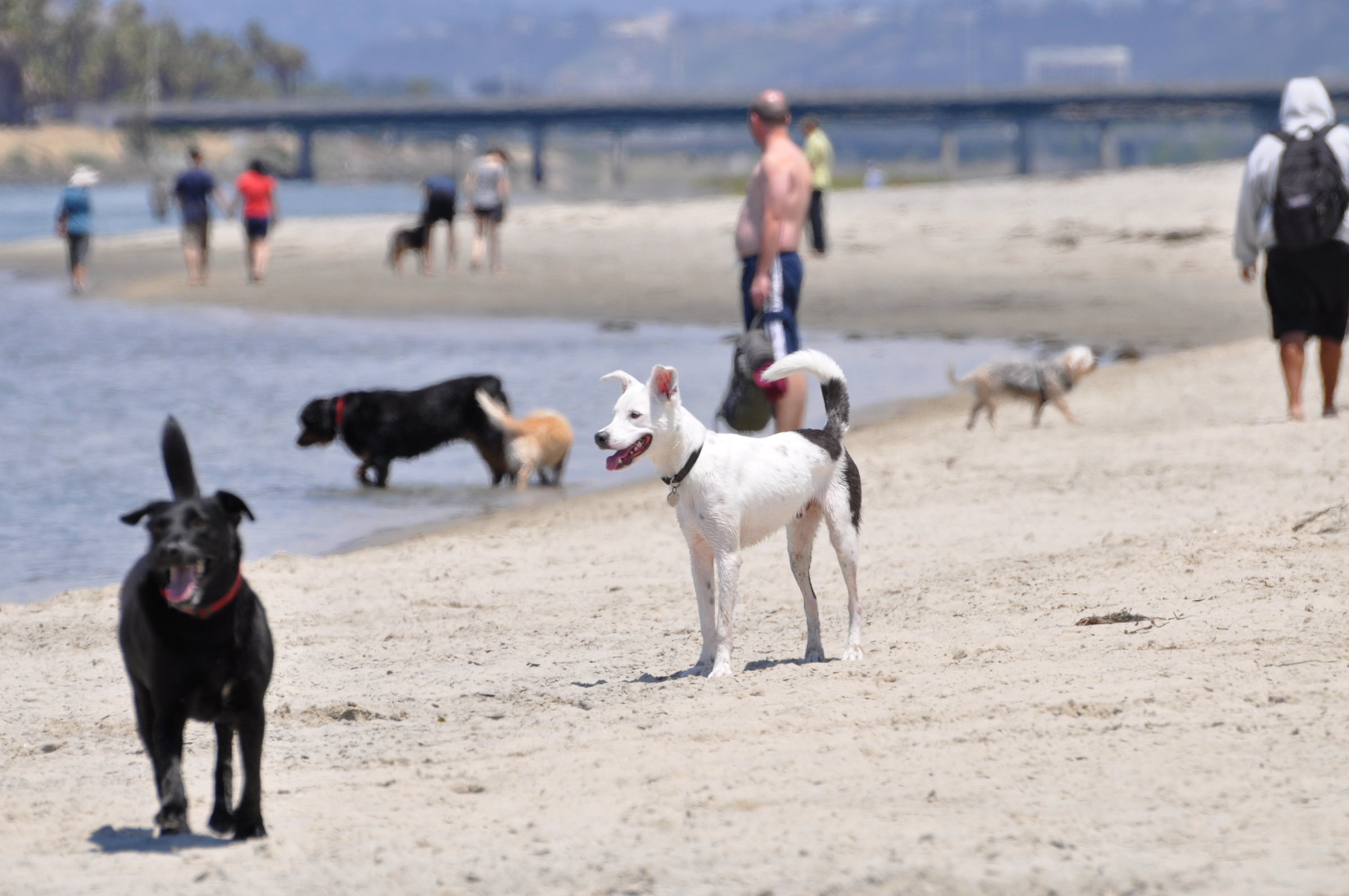 what beaches allow dogs in san diego