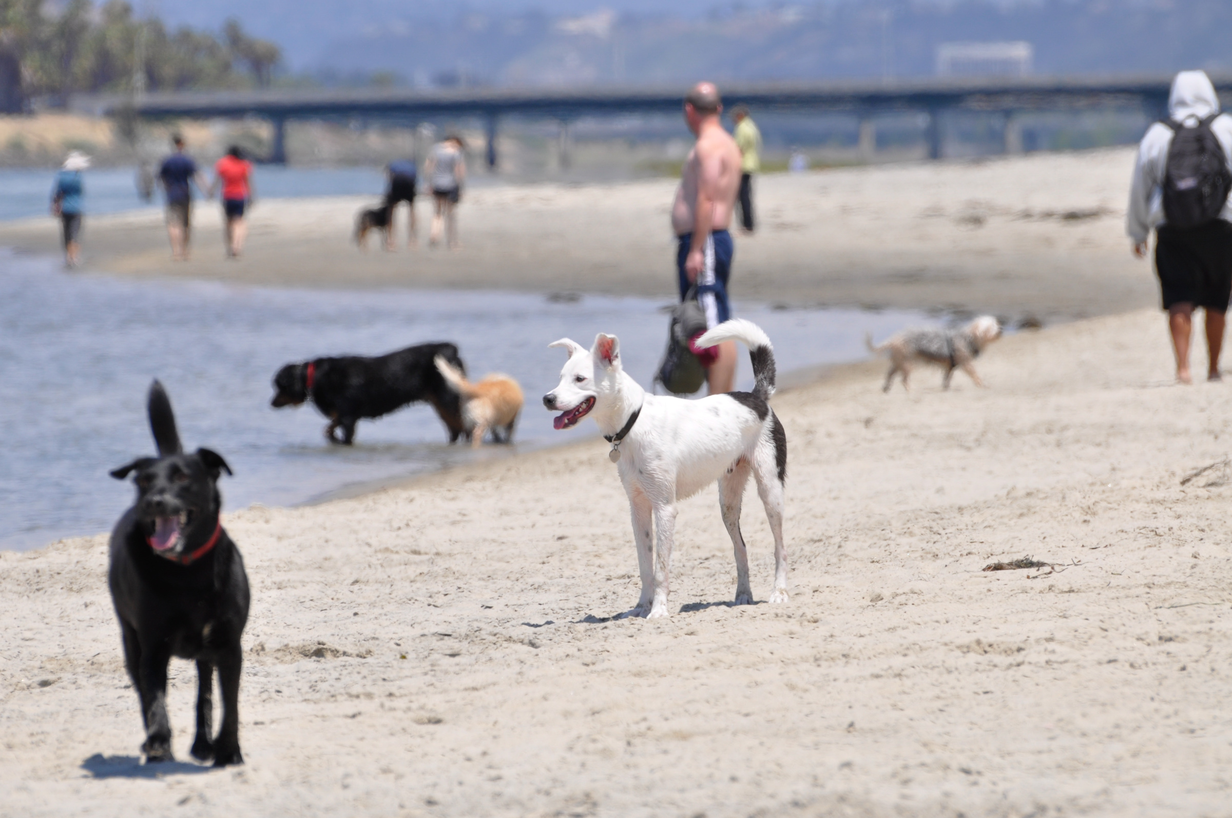 Dog Beach Ocean Beach San Diego CA