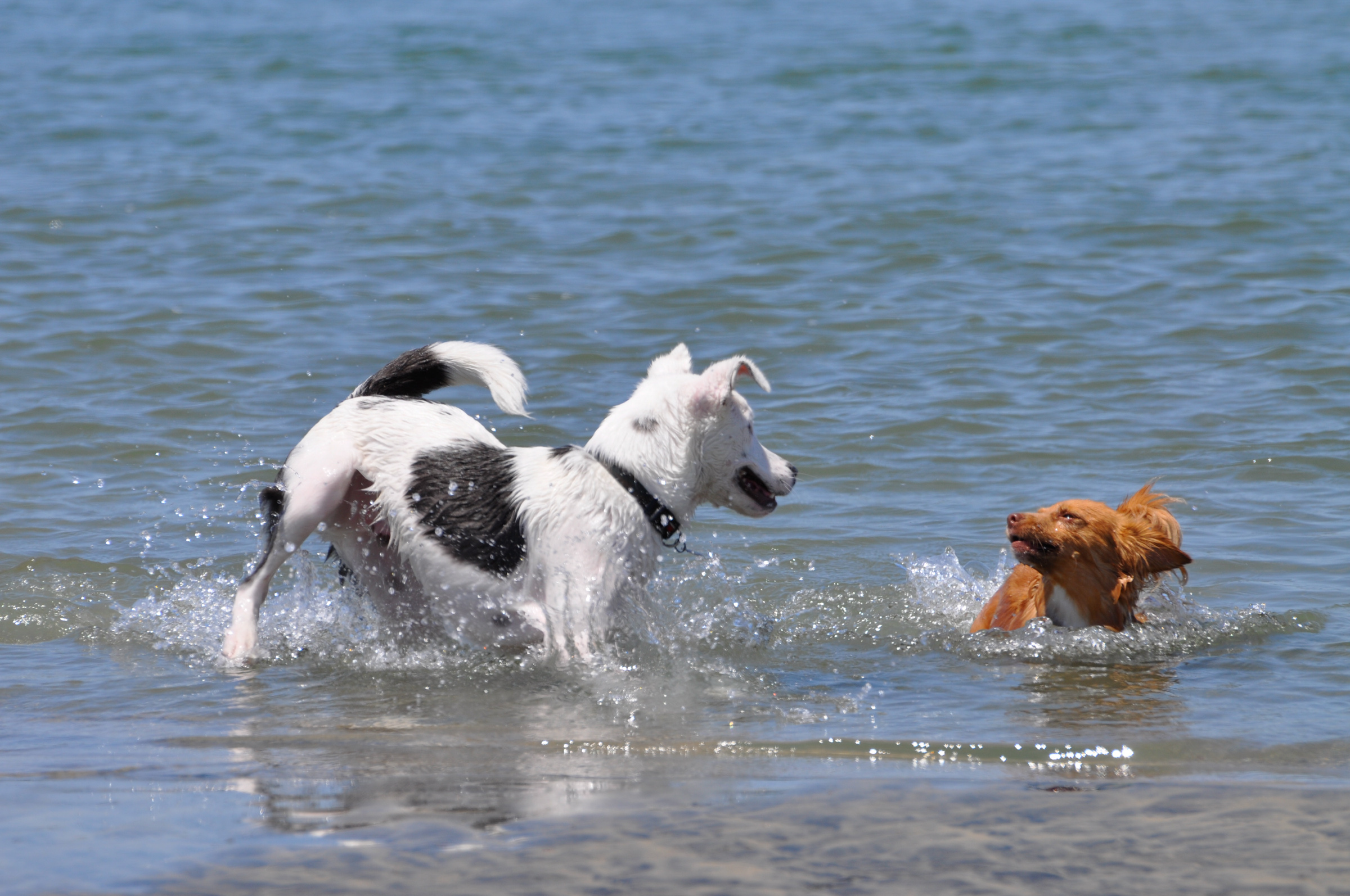 Dog Beach | Ocean Beach San Diego CA