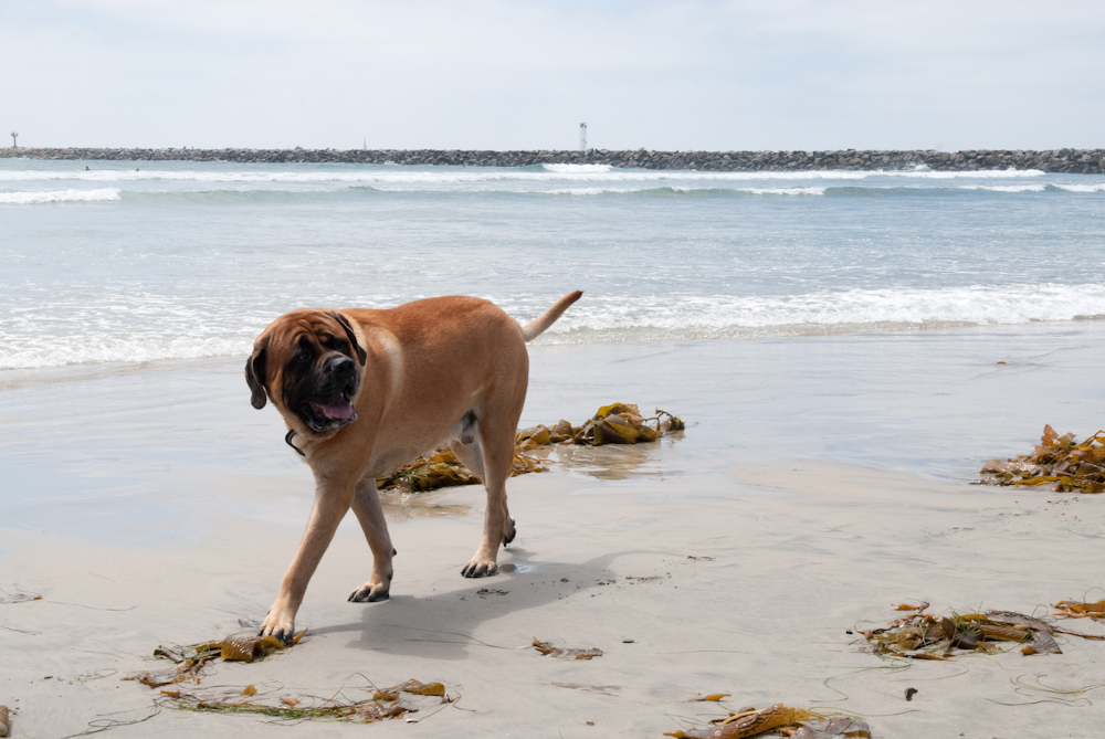 Dog Beach | Ocean Beach San Diego CA