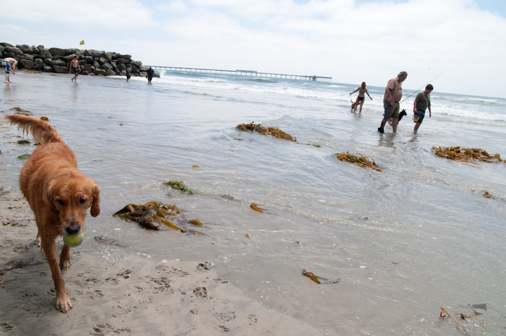 are dogs allowed at the beach in san diego