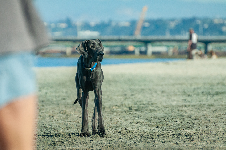 are dogs allowed on beaches in san diego