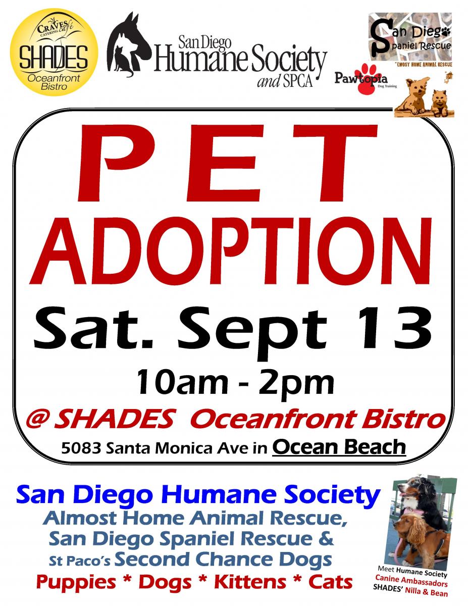 Shades Ocean Beach Pet Adoption