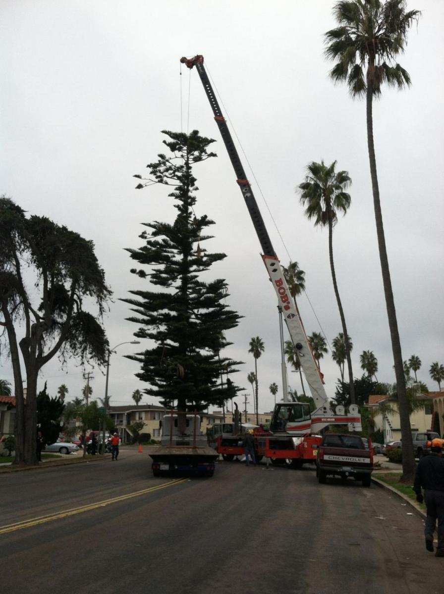 OB Christmas Tree 2012