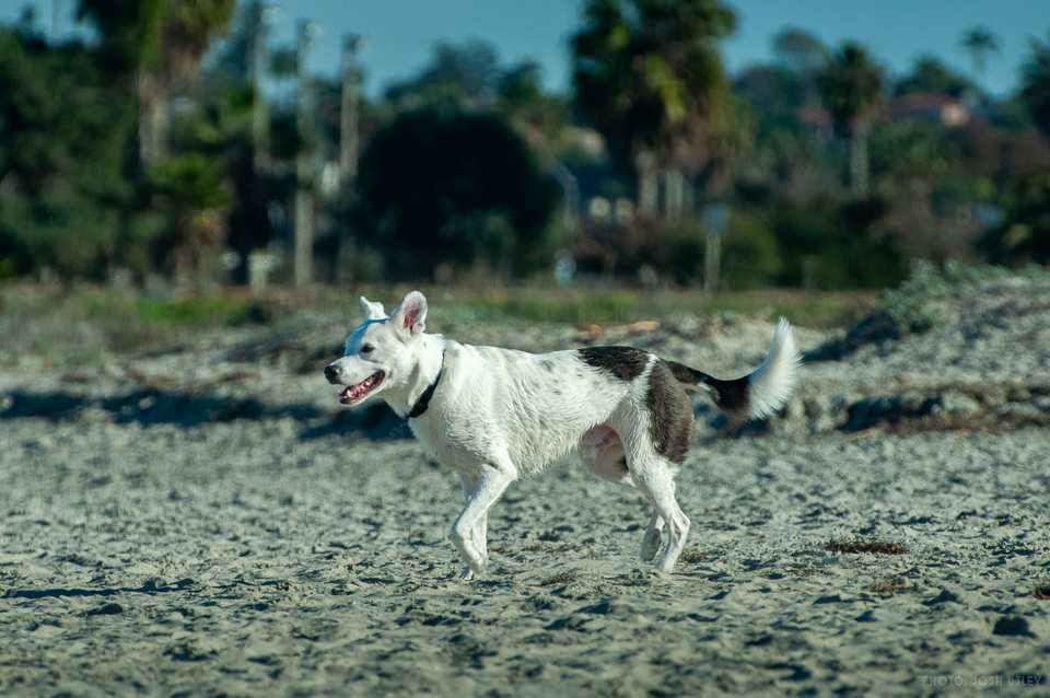 Photo of: Dog Beach (2019)