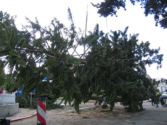 OB Christmas Tree 2006
