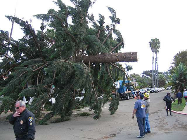 OB Christmas Tree 2006