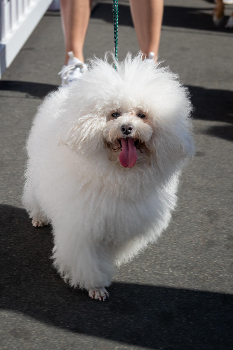 Photo of: The Day Of The Dog 2025 Ocean Beach