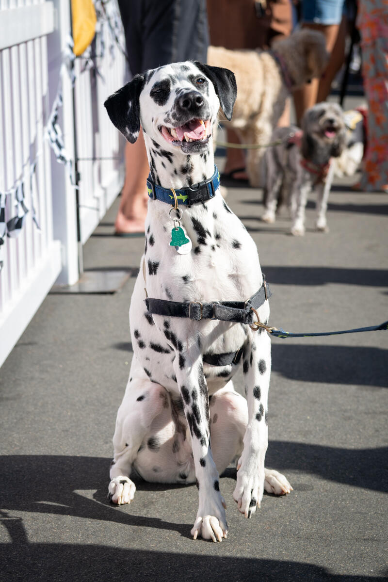 Photo of: The Day Of The Dog 2025 Ocean Beach