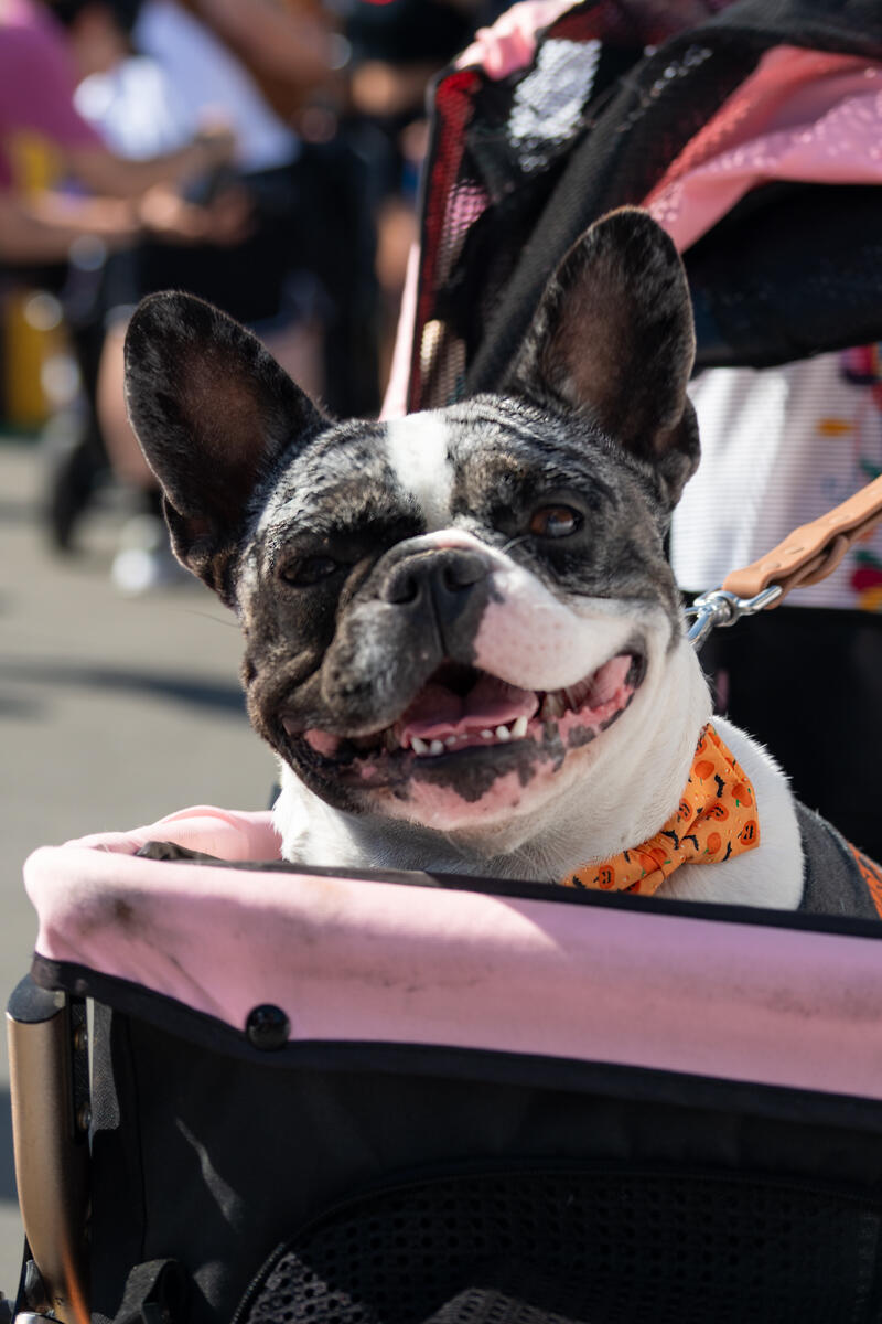 Photo of: The Day Of The Dog 2025 Ocean Beach