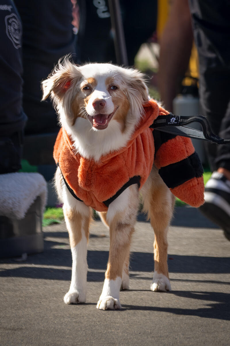 Photo of: The Day Of The Dog 2025 Ocean Beach