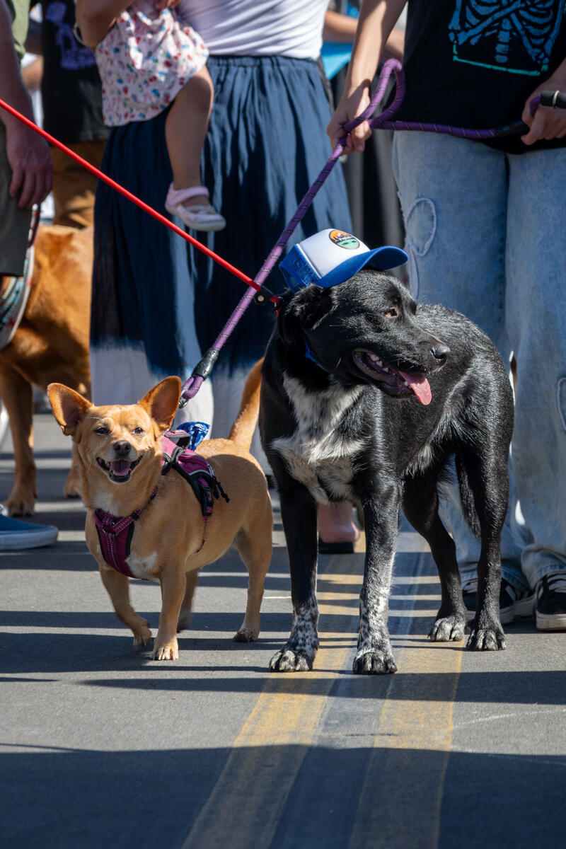 Photo of: The Day Of The Dog 2025 Ocean Beach