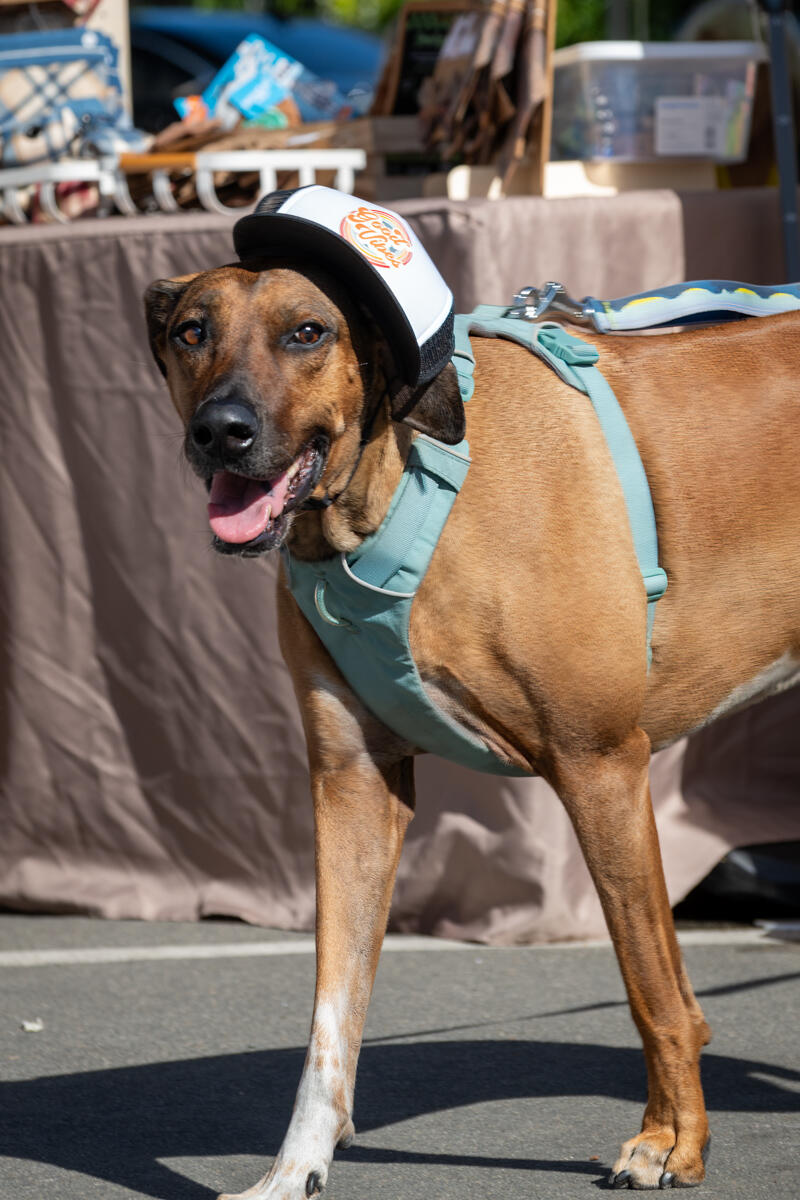 Photo of: The Day Of The Dog 2025 Ocean Beach