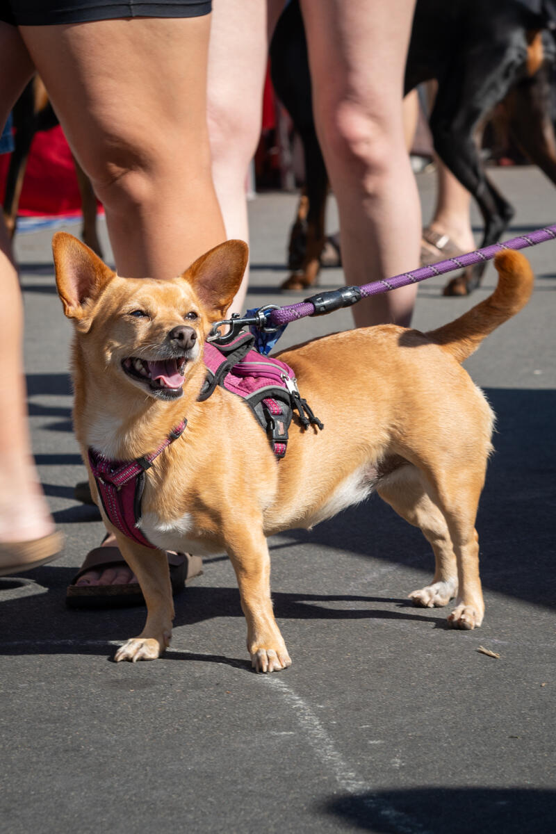 Photo of: The Day Of The Dog 2025 Ocean Beach