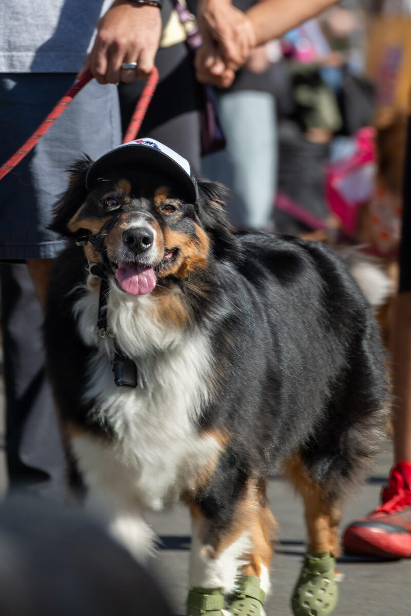 Photo of: The Day Of The Dog 2025 Ocean Beach