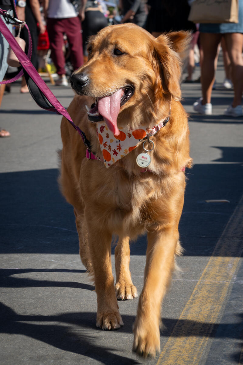 Photo of: The Day Of The Dog 2025 Ocean Beach