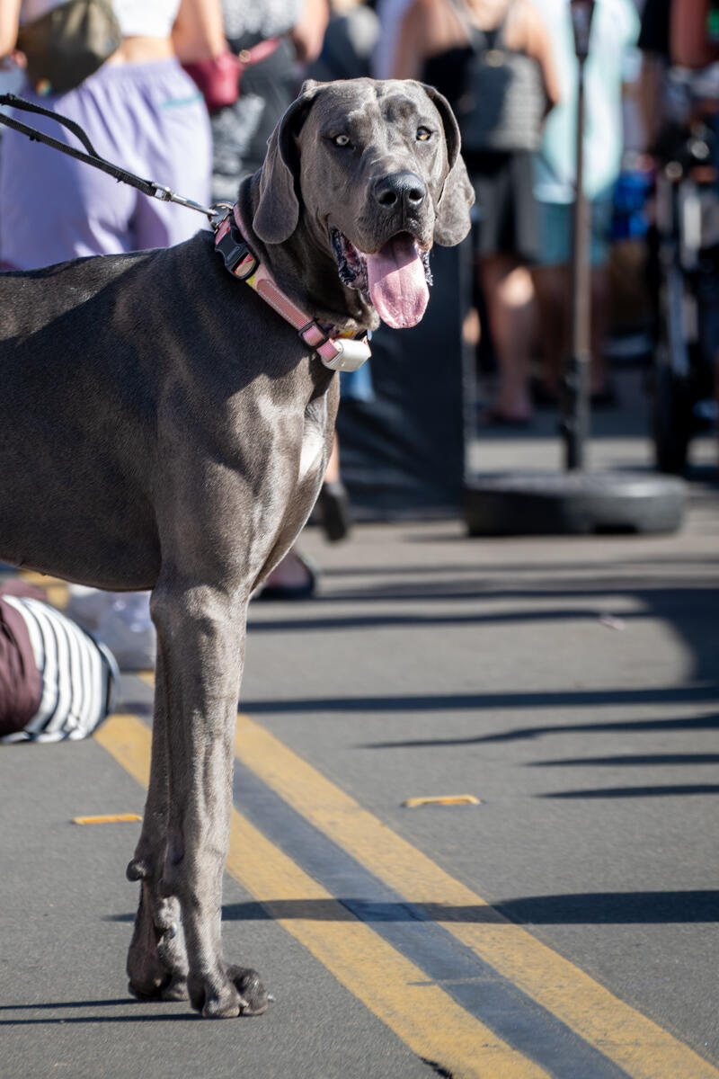 Photo of: The Day Of The Dog 2025 Ocean Beach