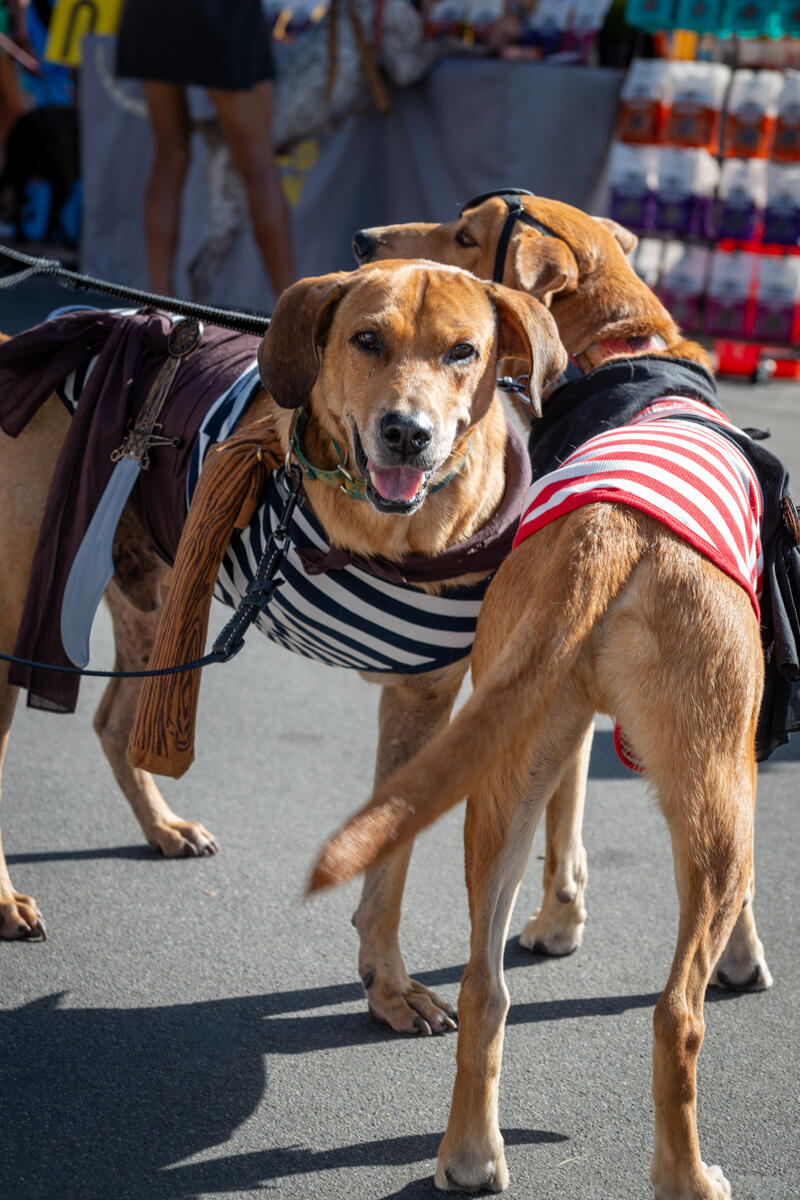 Photo of: The Day Of The Dog 2025 Ocean Beach