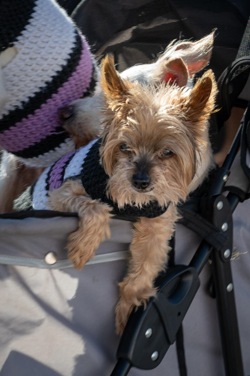 Photo of: The Day Of The Dog 2025 Ocean Beach