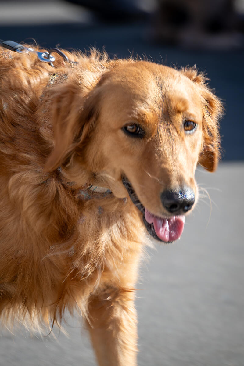 Photo of: The Day Of The Dog 2025 Ocean Beach