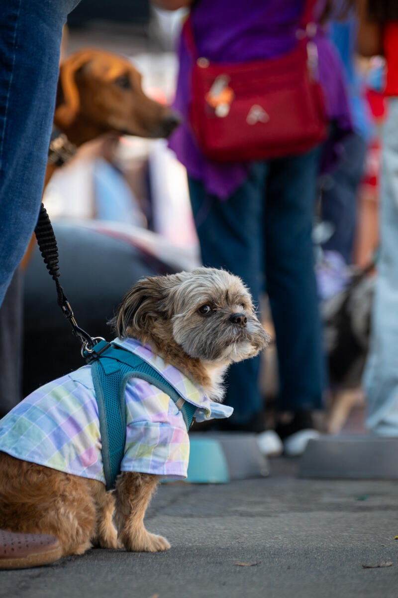 Photo of: The Day Of The Dog 2025 Ocean Beach