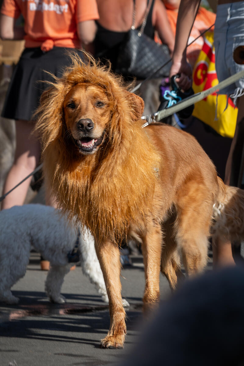 Photo of: The Day Of The Dog 2025 Ocean Beach