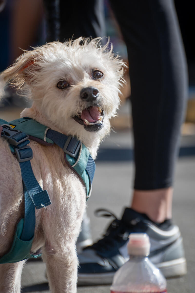 Photo of: The Day Of The Dog 2025 Ocean Beach