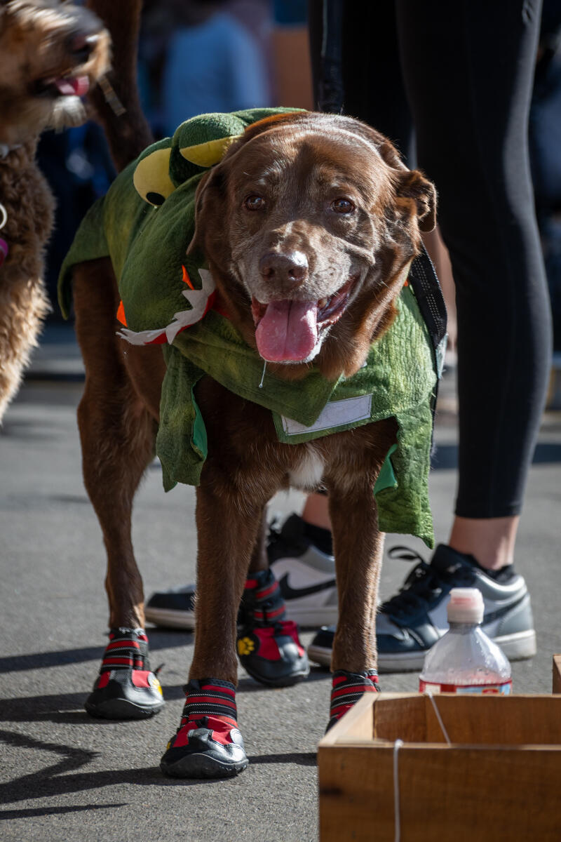 Photo of: The Day Of The Dog 2025 Ocean Beach