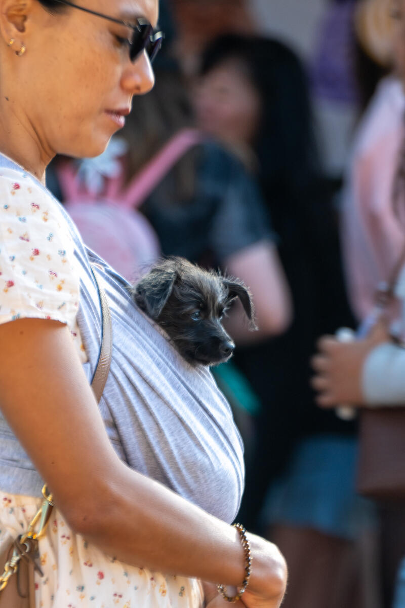 Photo of: The Day Of The Dog 2025 Ocean Beach
