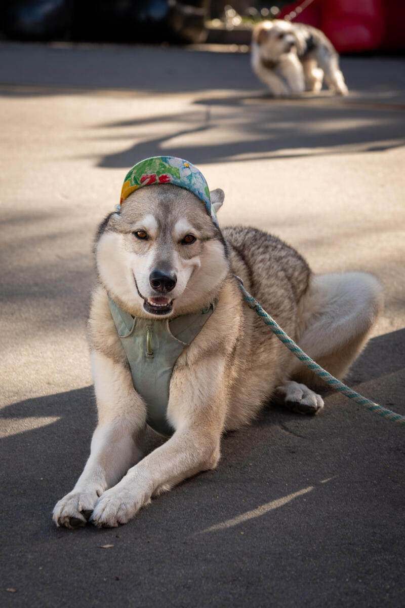 Photo of: The Day Of The Dog 2025 Ocean Beach