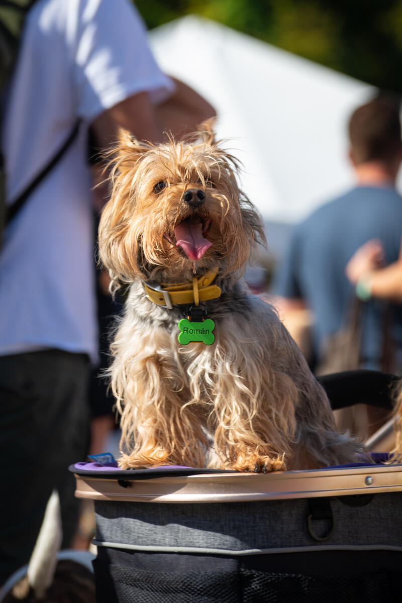 Photo of: The Day Of The Dog 2025 Ocean Beach