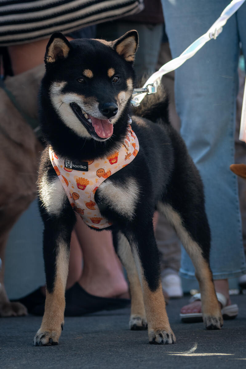 Photo of: The Day Of The Dog 2025 Ocean Beach