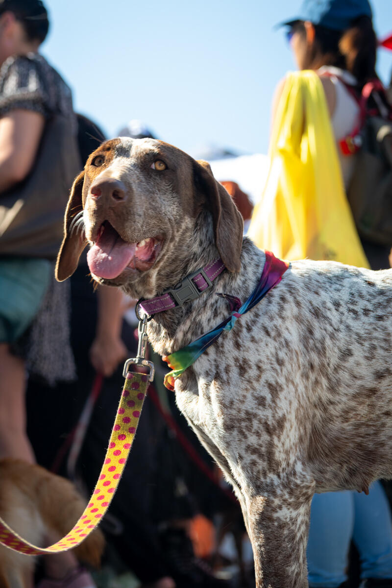 Photo of: The Day Of The Dog 2025 Ocean Beach