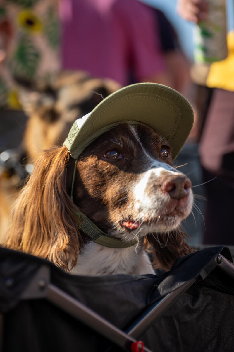 Photo of: The Day Of The Dog 2025 Ocean Beach