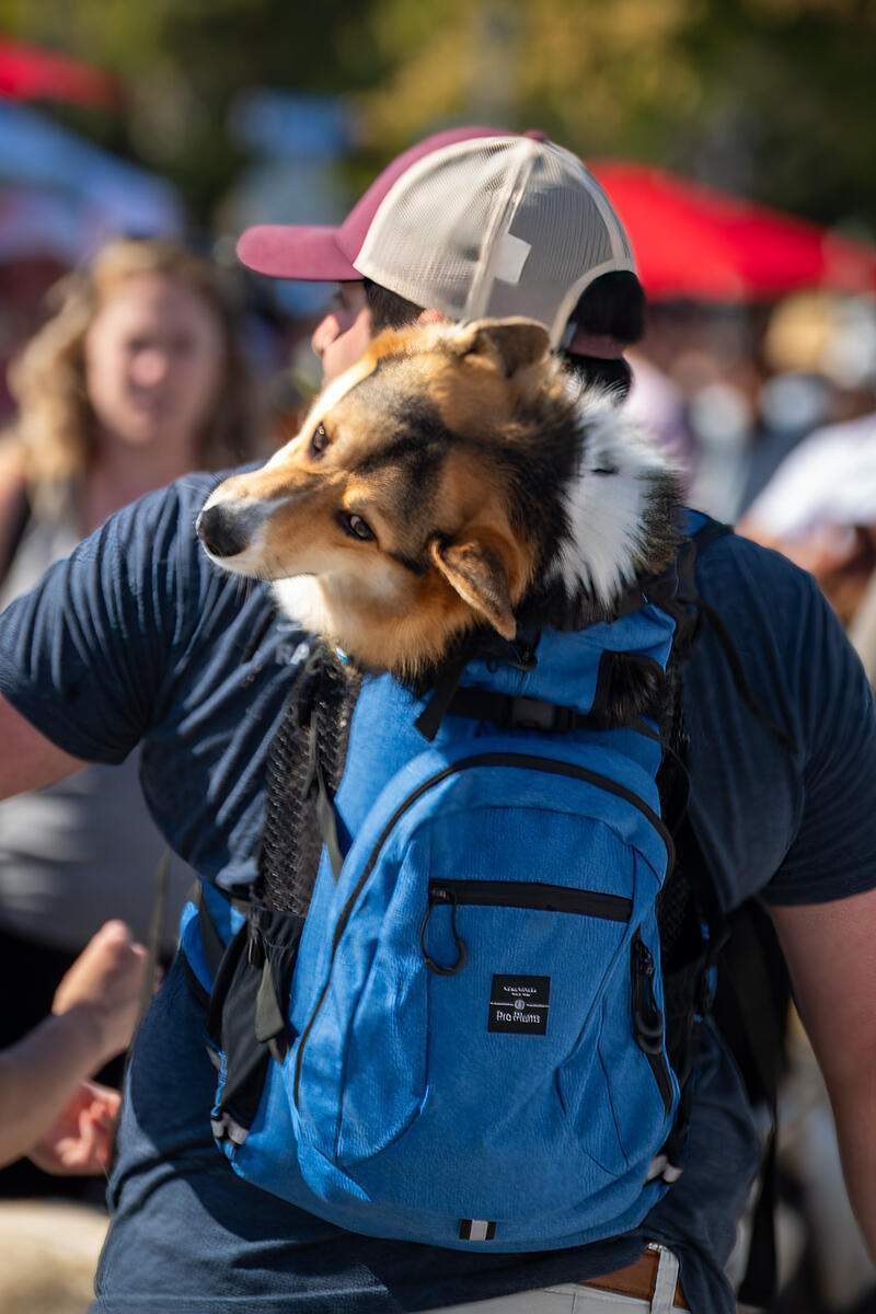 Photo of: The Day Of The Dog 2025 Ocean Beach
