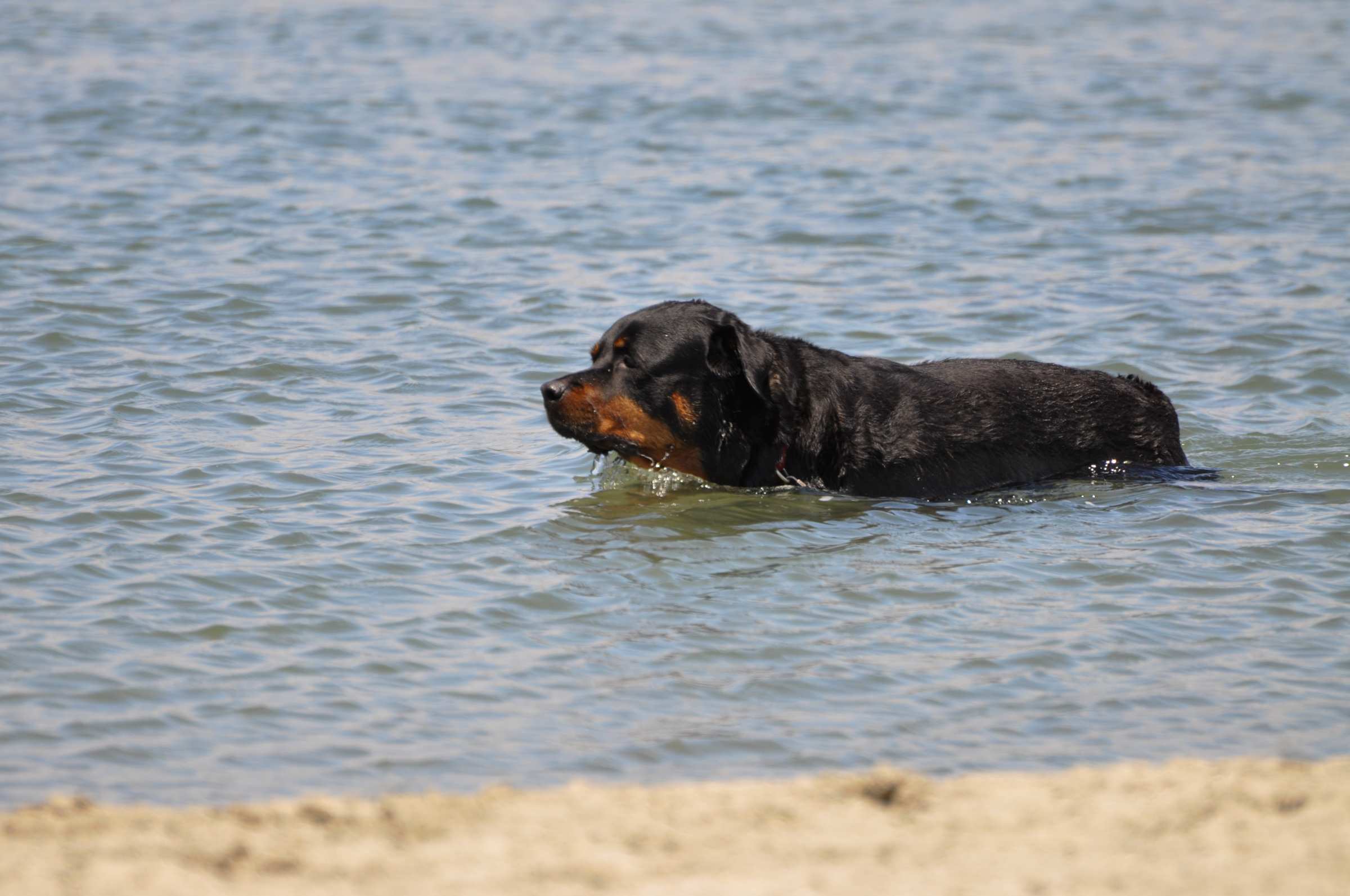 Photo of: Dog Beach