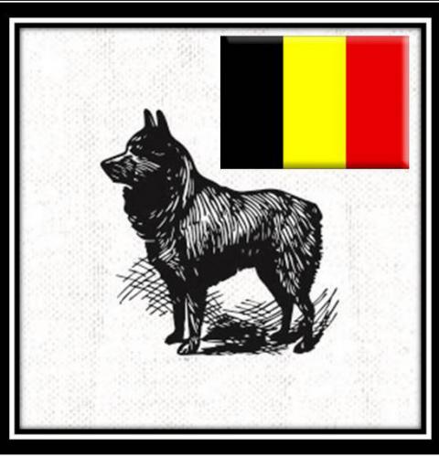 Ocean Beach News Article: Belgian Independence Day at the Little Lion Cafe