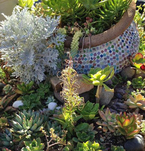 Ocean Beach News Article: Coastal Sage Gardening and Botany for Kids