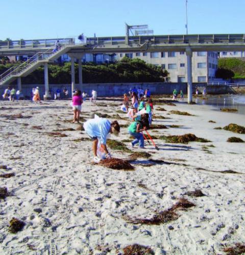 Surfrider Creek to Bay Cleanup