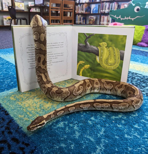Ocean Beach News Article: Darwing, the snake, from the OB Library is missing
