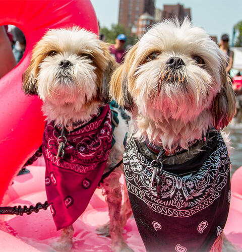 Ocean Beach News Article: Day Of The Dog is coming to San Diego