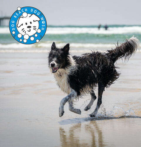 Ocean Beach News Article: Dog Grooming Now Available at Dog Beach Dog Wash!