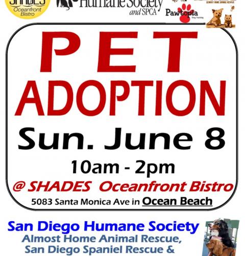 Shades Ocean Beach Pet Adoption 