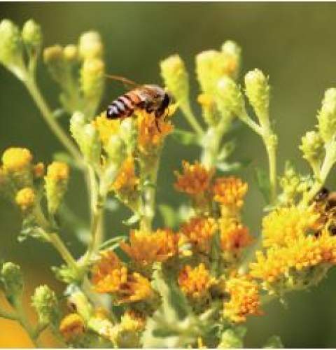 Community Meeting on Native Planting for Sunset Cliffs Natural Park